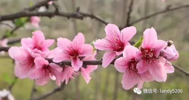 一看就会（桃花图片）最美桃花100张图片 第2张