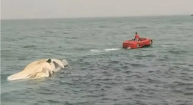 海南东方海滩现一头鲸鱼尸体,警方:并非抹香鲸