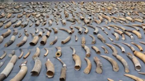 2748根象牙被查获现场