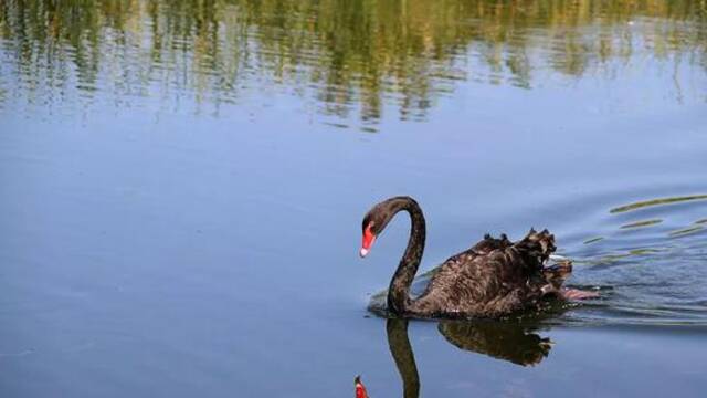 任正非：如果我同时被抓，孟晚舟就不会那么孤独了！