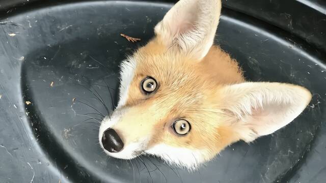 “可怜巴巴”等待救援的小狐狸