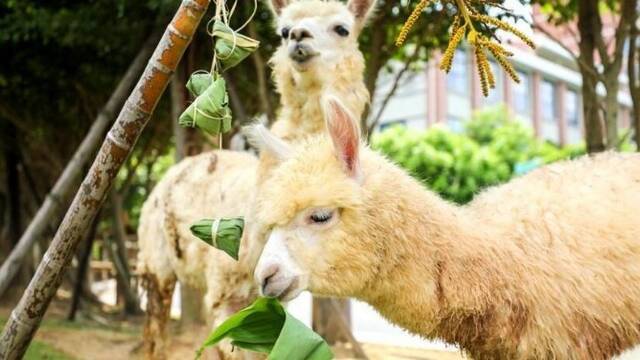 厦门：端午节动物“粽”动员