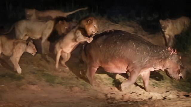 河马勇斗5成年狮子成功脱围