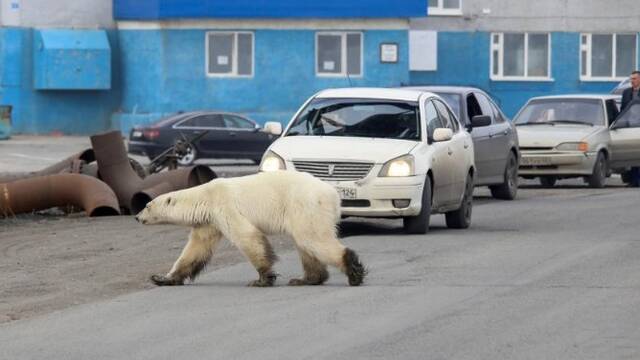 北极熊“离家出走”