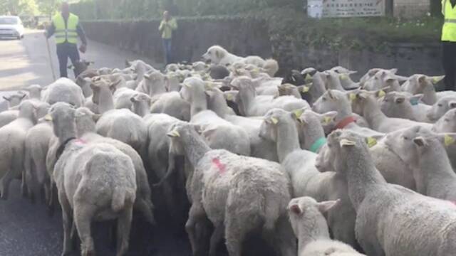 15只羊实名注册成小学生