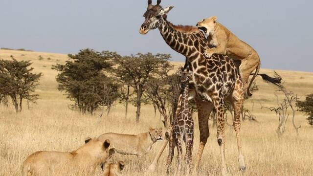 狮群围攻长颈鹿母子后
