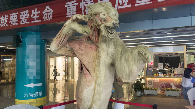 成都：真实北极熊标本亮相街头