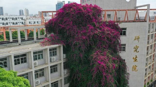 巨型三角梅“瀑布”