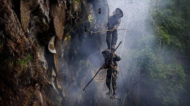 悬崖上的采蜜人 和上万只蜜蜂战斗