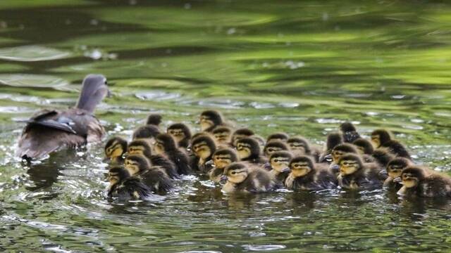 36只鸳鸯宝宝同时诞生