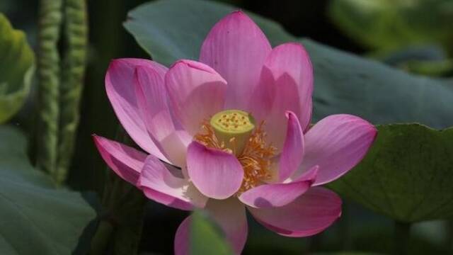 圆明园百年古莲“复活”开花