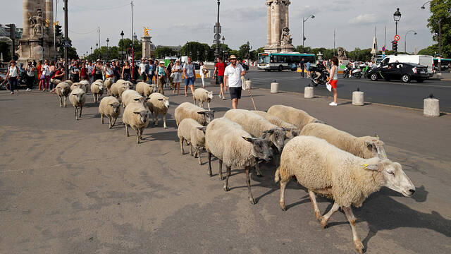 法国民众在巴黎闹市放羊