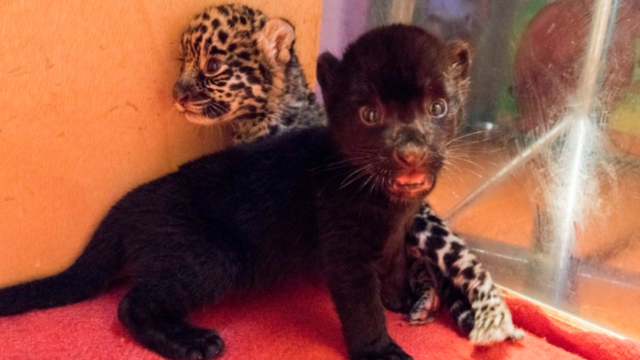 杭州一动物园又添美洲豹龙凤胎