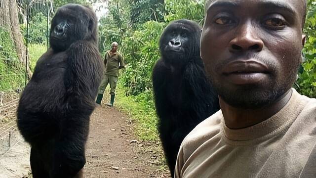 大猩猩像人一样和护林员自拍