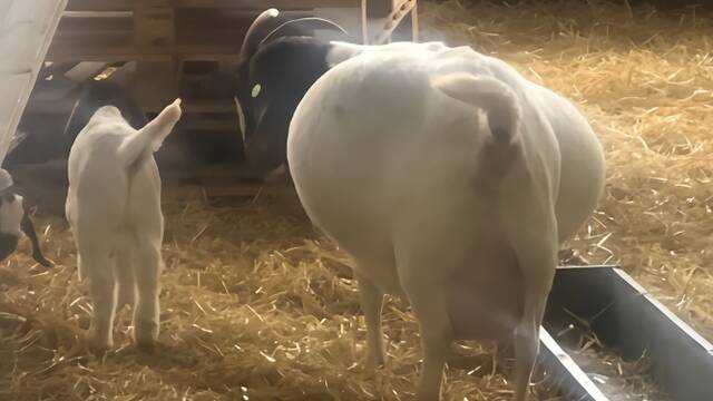 贪吃山羊吃饱后