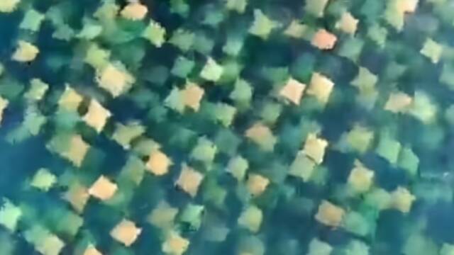 澳大利亚：大群牛鼻魟集体迁徙现场