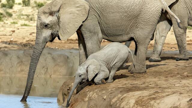 喝不到水 小象急坏了