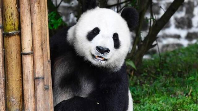 旅美大熊猫“白云”“小礼物”回家