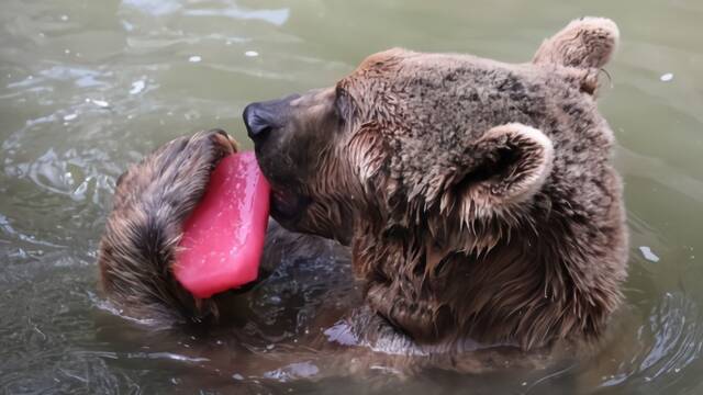 高温来袭！棕熊吃“冰棍”消暑