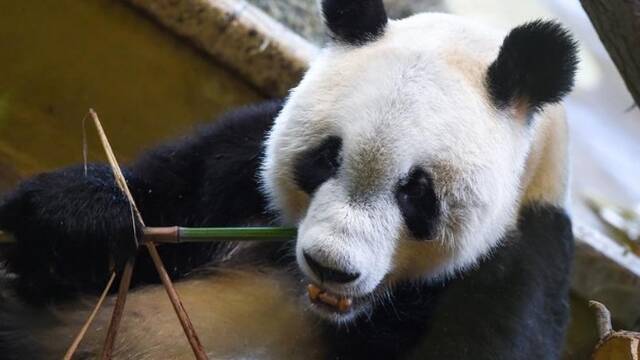 大熊猫“园园”正式亮相维也纳