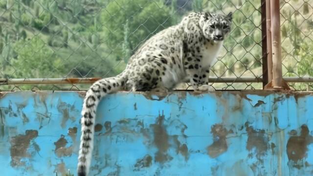 中国首只人工繁育成活雪豹成年