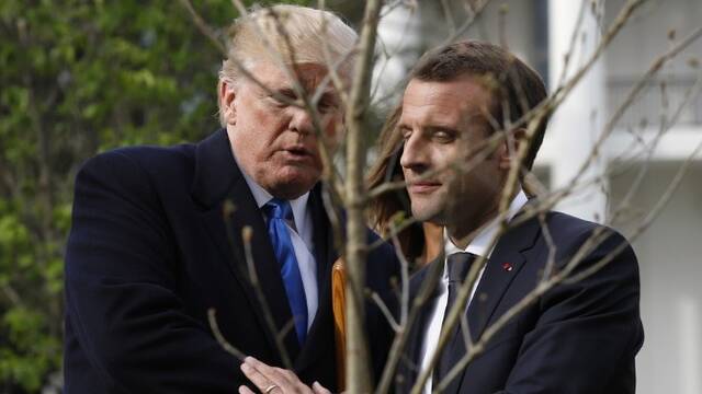 马克龙和特朗普种的“友谊之树”死了