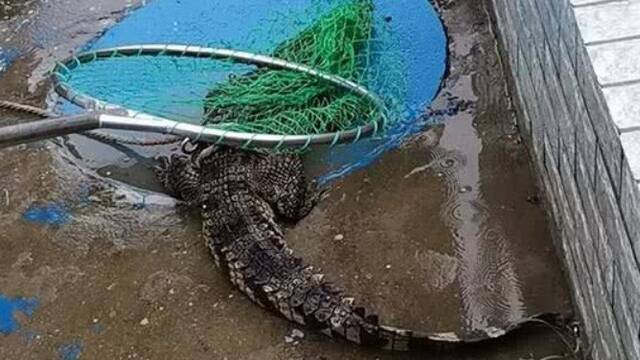 武汉暴雨后 肉联厂迎来不速之客