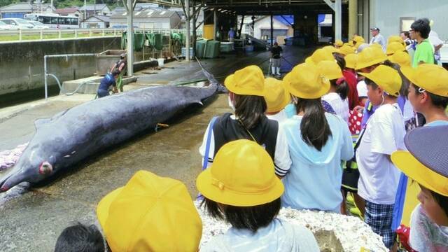 日本千叶县组织小学生观看捕鲸杀鲸