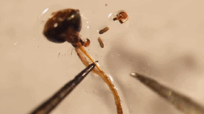 新冠病毒通过蚊子等新方式传播？世卫组织回应