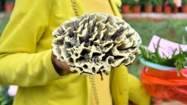 0.25公斤“干巴菌王”拍出2.2万元高价
