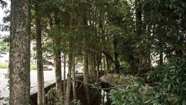 小村庄里长着上千株金丝楠木