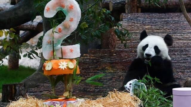 旅俄大熊猫喜庆生日