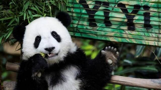旅居马来西亚大熊猫幼崽命名“谊谊”