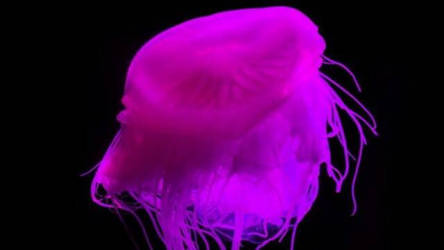 南非惊现粉色水母