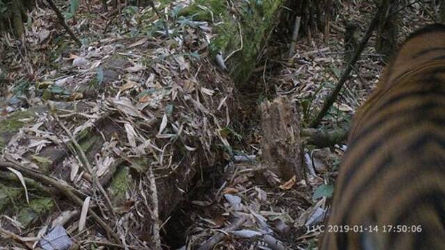 中国首次在野外拍摄到孟加拉虎活体照片