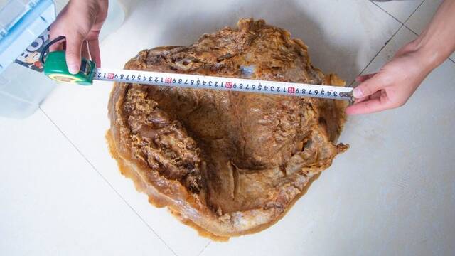 男子河边捡到奇怪物体 自认为“太岁”