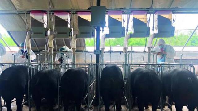 猪圈里的科技战事