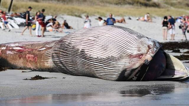 法国海滩现鲸鱼尸体
