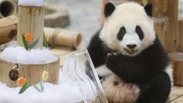 旅日大熊猫“彩浜”庆祝一周岁生日