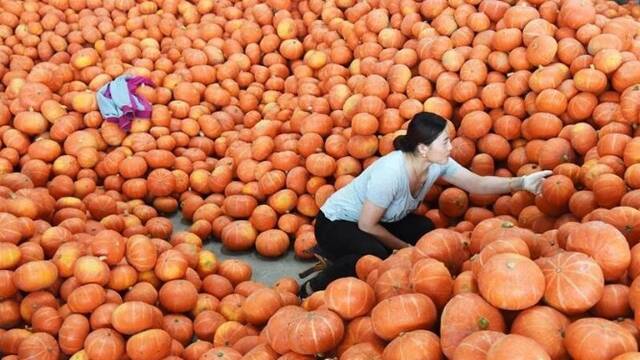 山东寿光蔬菜供应平稳 价格略涨