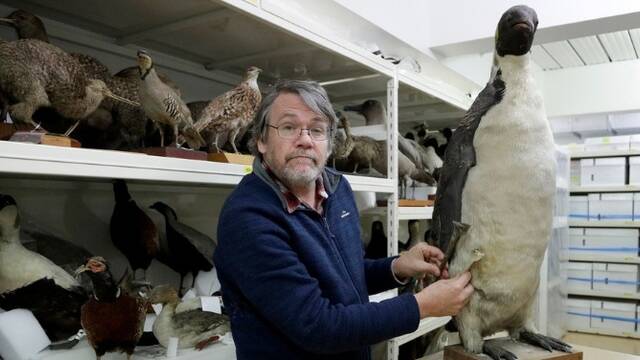 新西兰发现6000万年前企鹅化石 高1.6米