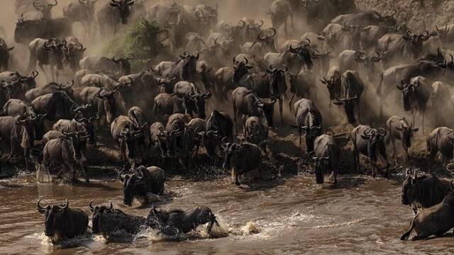 非洲：角马集体迁徙现场