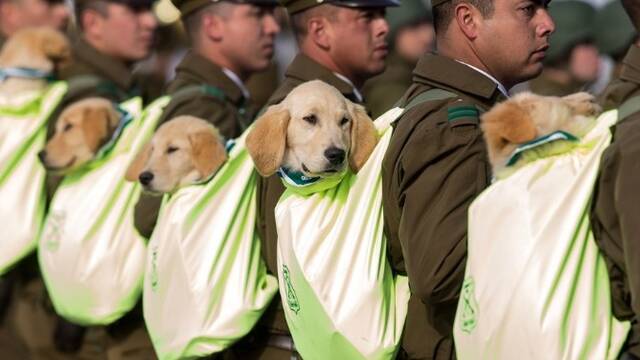 智利举行阅兵式 武警幼犬成全场焦点