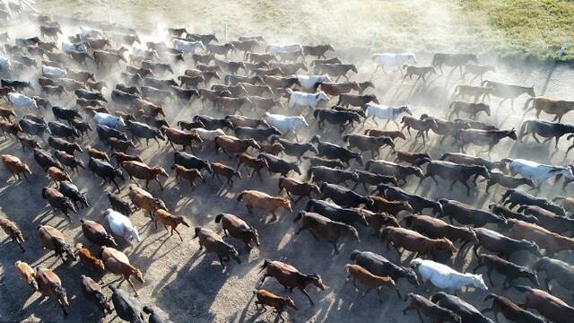 甘肃草原万马奔腾