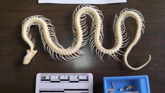 陕西首次发现珍贵蛇类化石 每节仅3毫米