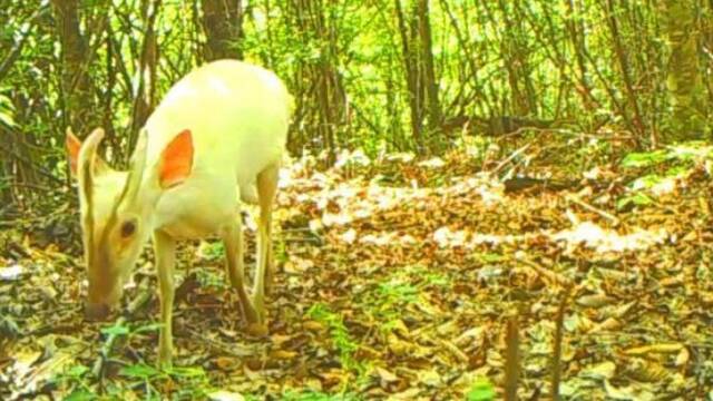 罕见白化动物现神农架国家公园