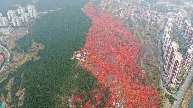 济南蝎子山奇景：半山青翠半山红