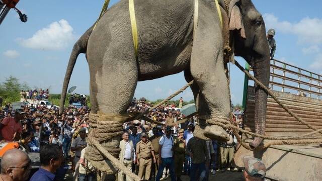印度大象踩死5名村民逃亡2周后被捕