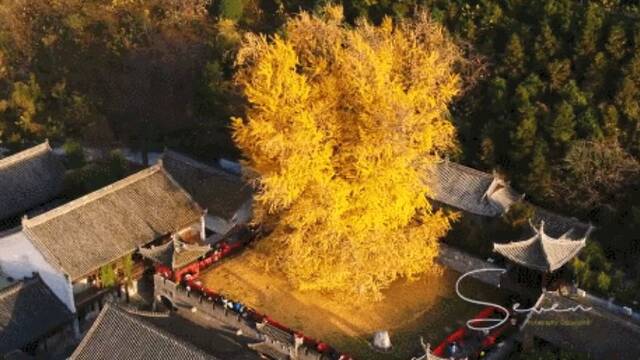 西安千年银杏古树火到了国外