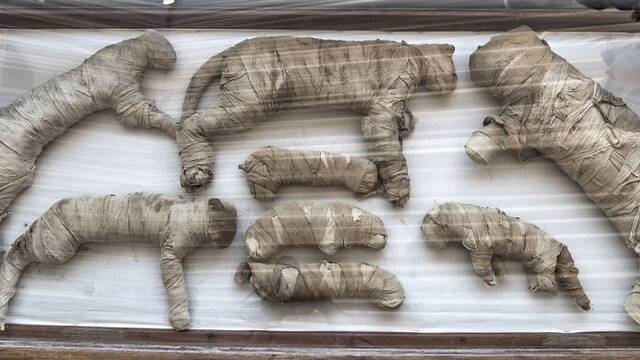 埃及展出大量罕见木乃伊